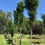 Kép 2/2 - Koelreuteria paniculata 'Fastigiata' / Oszlopos bugás csörgőfa