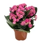 Kép 1/2 - Kalanchoe blossfeldiana / Korallvirág