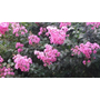 Kép 2/2 - Lagerstroemia indica 'Hopi' / Rózsaszín virágú kínai selyemmirtusz