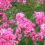 Kép 1/2 - Lagerstroemia indica 'Hopi' / Rózsaszín virágú kínai selyemmirtusz