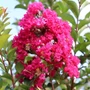 Kép 2/2 - Lagerstroemia indica 'Tonto' / Bíbor virágszínű kínai selyemmirtusz