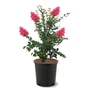 Kép 2/2 - Lagerstroemia indica 'Tonto' / Bíbor virágszínű kínai selyemmirtusz