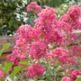 Kép 2/2 - Lagerstroemia indica 'Tuscarora' / Halvány rózsaszín virágú kínai selyemmirtusz