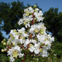 Kép 2/3 - Lagerstroemia indica 'Nivea' / Fehér virágú kínai selyemmirtusz