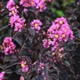 Kép 1/2 - Lagerstroemia indica 'Purely Purple' / Lila virágszínű bordó levelű kínai selyemmirtusz
