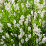 Kép 2/2 - Lavandula angustifolia 'Edelweiss' / Fehér virágú levendula