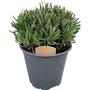 Kép 1/2 - Lavandula angustifolia 'Rosea' / Rózsaszín virágú levendula