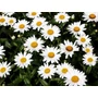 Kép 2/2 - Leucanthemum x superbum 'Botond' / Évelő törpe margaréta