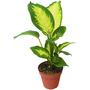 Kép 1/2 - Dieffenbachia seguine Camille / Buzogányvirág