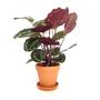 Kép 1/2 - Calathea veitchiana