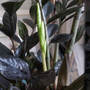 Kép 2/2 - Zamioculcas zamiifolia  / Agglegénypálma