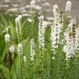 Kép 2/2 - Liatris spicata 'Floristan White' / Fehér virágszínű füzéres díszcsorba