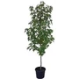 Kép 5/5 - Liquidambar styraciflua / Amerikai ámbrafa