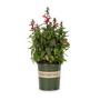 Kép 1/2 - Lobelia speciosa 'Starship Scarlet' / Piros virágszínű pompás lobélia