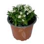 Kép 1/2 - Lobularia maritima / Mézvirág, illatos ternye