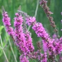 Kép 2/2 - Lythrum salicaria / Réti füzény