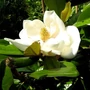 Kép 2/2 - Magnolia grandiflora 'Gallisoniensis' (törzses) / Fehér virágú örökzöld liliomfa