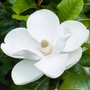 Kép 2/2 - Magnolia grandiflora 'Gallisoniensis' / Fehér virágú örökzöld liliomfa
