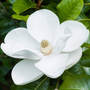 Kép 2/2 - Magnolia grandiflora 'Gallisoniensis' / Fehér virágú örökzöld magnólia