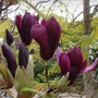 Kép 2/2 - Magnolia liliflora 'Nigra' / Bíborvörös liliomfa