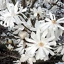 Kép 2/2 - Magnolia stellata / Csillagvirágú liliomfa