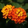 Kép 2/2 - Lantana camara / Sétányrózsa