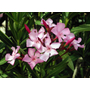 Kép 2/2 - Nerium oleander / Leander