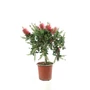 Kép 1/2 - Callistemon citrinus / Citromillatú kefevirág (1/4 törzses)