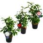 Kép 1/3 - Camellia japonica / Japán kamélia