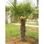 Kép 2/2 - Trachycarpus fortunei / Kínai kenderpálma