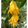 Kép 2/2 - Citrus medica digitata / Buddha keze citrom