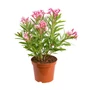 Kép 1/2 - Nerium oleander / Leander