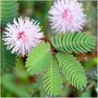 Kép 1/2 - Mimosa pudica / Mimóza
