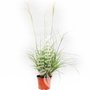 Kép 1/2 - Miscanthus sinensis ‘Kleine Silberspinne’ / Kínai törpe virágosnád