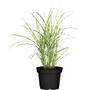 Kép 1/2 - Miscanthus sinensis ‘Strictus Dwarf’ / Kínai csíkos törpe japánfű