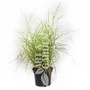 Kép 1/2 - Miscanthus sinensis ‘Strictus Dwarf’ / Kínai csíkos törpe japánfű