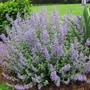 Kép 2/2 - Nepeta x faassenii 'Walker's low' / Macskamenta