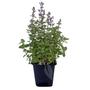 Kép 1/2 - Nepeta x faassenii / Macskamenta
