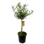 Kép 2/2 - Olea europea / Olajfa