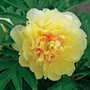 Kép 2/2 - Paeonia x itoh 'Bartzella' / Félfás bazsarózsa hibrid (sárga virágú)