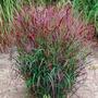 Kép 2/3 - Panicum virgatum 'Squaw' / Vesszős köles