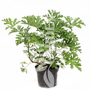 Kép 1/2 - Pelargonium crispum / Citrom illatú muskátli