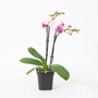 Kép 3/3 - Phalaenopsis / Lepkeorchidea, Pillekosbor (2 ágas)
