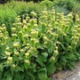 Kép 2/3 - Phlomis russeliana / Kis-ázsiai macskahere