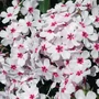 Kép 2/2 - Phlox paniculata 'Flame White Eye' / Fehér virágszínű bugás lángvirág