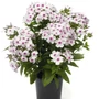 Kép 1/2 - Phlox paniculata 'Flame White Eye' / Fehér virágszínű bugás lángvirág