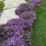 Kép 2/2 - Phlox subulata 'Purple Beauty' / Bíborlila virágú terülő lángvirág