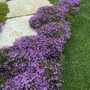 Kép 2/2 - Phlox subulata 'Purple Beauty' / Bíborlila virágú terülő lángvirág