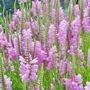 Kép 2/3 - Physostegia virginiana 'Rosea' / Virginiai füzérajak