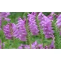 Kép 3/3 - Physostegia virginiana 'Rosea' / Virginiai füzérajak